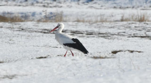 Kars'ta Leylekler Karlı Arazide Yiyecek Arıyor