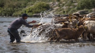 Hayvanları Kars Çayı'nda Yıkayarak Serinletiyorlar