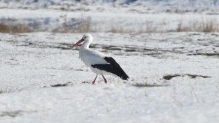 Kars'ta Leylekler Karlı Arazide Yiyecek Arıyor