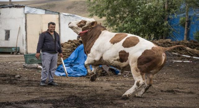 Kars'ta1 ton 100 kilogramlık "Şampiyon" adlı tosun 34 bin liradan satışa sunuldu
