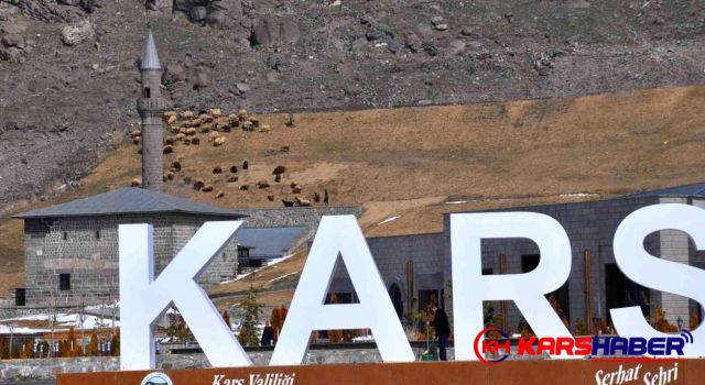 Kars Vadisi’nde Koyunlar Otluyor