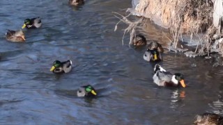 Kars Çayı'nda su samurları buzlar arasında avlanmaya çalışırken görüntülendi