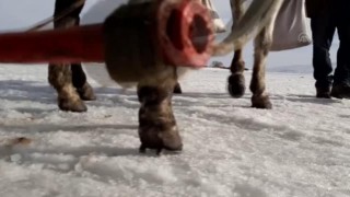 Çıldır'ın atlı kızaklarının masalsı gezintisinin sırrı: Çivili nal