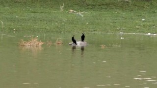 Kars Baraj Gölü' su kuşlarıyla doldu