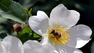 Keklik Vadisi rengarenk açan çiçekleriyle doğa ve fotoğraf tutkunlarını ağırlıyor