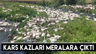 Kars Kazları Meralara Çıktı