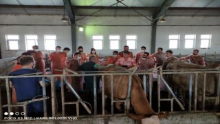 Kars'ta ineklerde uygulamalı 'Reprodüktif Ultrasonografi' kursu