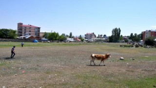 Kars'ta Kurban Kaçtı Sahipleri Kovaladı | Kars Haber