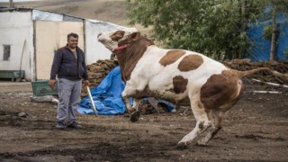 Kars'ta1 ton 100 kilogramlık "Şampiyon" adlı tosun 34 bin liradan satışa sunuldu
