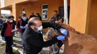 KARS'TA KÖPEK VE ATLARA MİKROÇİP TAKILIYOR