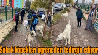 Kars’ta sokak köpekleri öğrencileri tedirgin ediyor