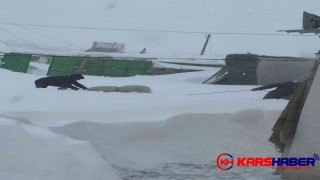 Kars’ta son 30 yılın en yoğun kışı yaşanıyor