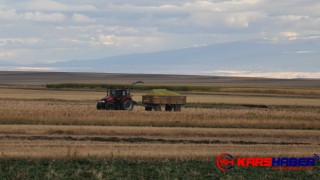 Kars'ta silajlık mısırın hasadı yapılıyor