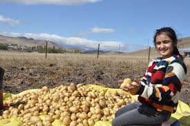 Kars'ta Kışlık Patates Hasadı Hızlı Başladı