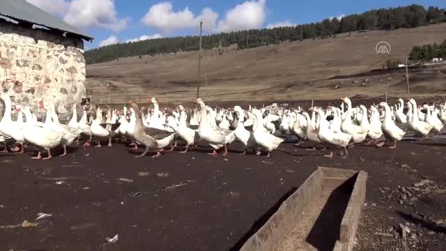 kurduğu çiftlikte yetiştirdiği kazları Türkiye'nin dört bir yanına gönderiyor