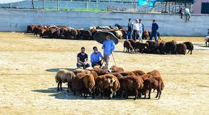 Selim Hayvan Pazarı (Kovid-19) tedbirleri kapsamında geçici olarak